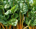 Orange Swiss Chard Seeds Colorful Salad - $4.81