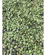  25 Black Mangrove Pods Premium Quality  - $44.55