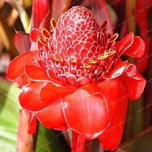 Etlingera Elatior Flower Seeds Fire Red Flowers - $5.99