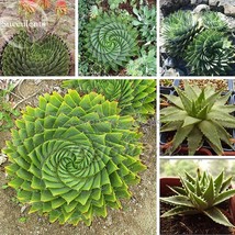 NEW Spiral Aloe Mixed Seeds, 2 seeds, excellent houseplants garden succulent rar - £14.27 GBP