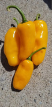 GIB 25 Seeds Easy To Grow Yellow Datil Peppers Edible Vegetable - £7.03 GBP