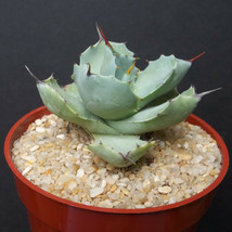 Agave pygmaea exotic rare miniature succulent small size outdoor cacti 4&quot; plant - £15.84 GBP