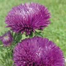 Aster Seeds Gala Purple 100 Seeds Cut Flower Seeds Fresh Garden USA SELLER - $20.75