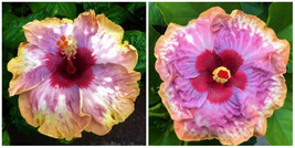 PUPPY**SMALL Rooted Tropical Hibiscus Starter Plant*Ships Bare Root - $59.99