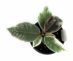 Variegated Rubber Plant Ficus elastica Tineke 4&quot; Pot - living room - £40.64 GBP