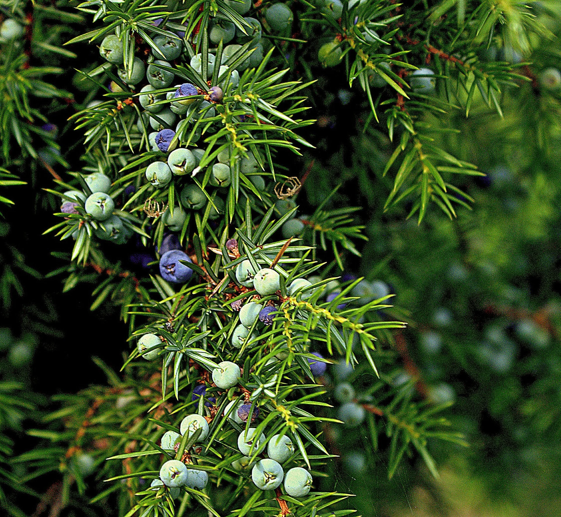 5+ Seeds One Seed Juniper Tree Juniperus monosperma Evergreen - €10,22 EUR