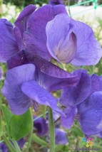 PPA 50+ Heathcliff Sweet Pea Seeds For Garden Planting - USA  - £5.35 GBP