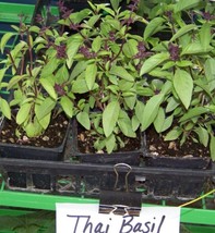 Grow In US Basil Thai Spicey Basil 110 Seeds Herb Pesto   - £6.09 GBP