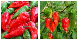 Red Ghost Chili Pepper 100 Seeds Bhut Jolokia Pepper International Shipping - £10.25 GBP