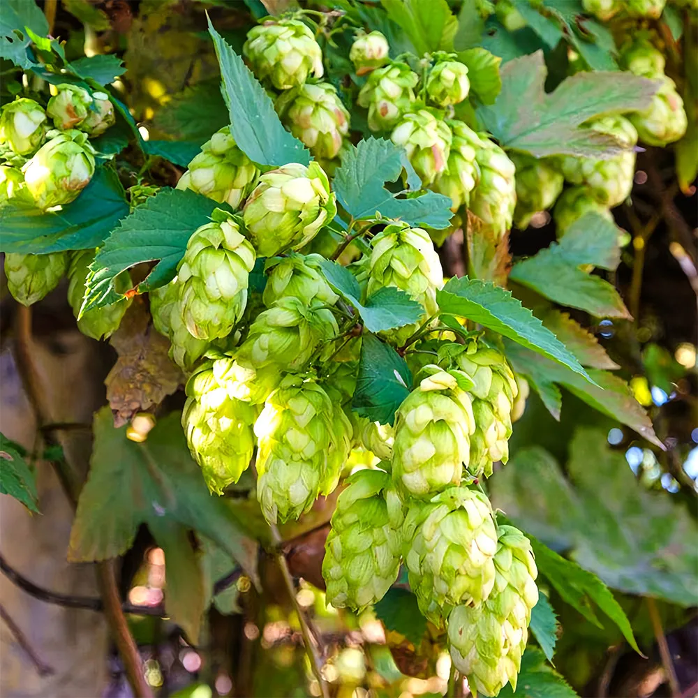 10 Seeds of the Cascading Hops Vine ZZ-1732 - $25.68