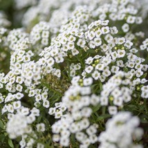 USA Seller Royal Carpet Seeds Fresh Organic Lobularia Maritima Outdoor Ground Co - £11.47 GBP