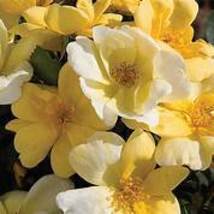 Heirloom &#39;Lady Banks&#39; Yellow Climbing Rose Flower Seeds, NF856  - £9.49 GBP