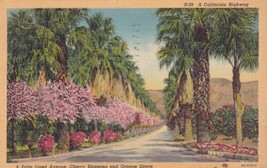 Palm Lined Avenue Cherry Blossoms Orange Grove California CA 1941 Postcard B22 - £2.33 GBP