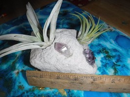 VC Hand Carved Air Plant Planter With Genuine Amethyst And Air Plants Ea... - $51.10