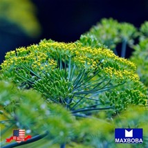 Premium Fresh 4000 Seeds Dill Bouquet Anethum Graveolens Non Gmo Heirloom Herb H - $13.31