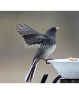 A Black Eyed Junco All Stretched Out - 8&quot; x 10&quot; Mounted Photograph - $41.51 CAD