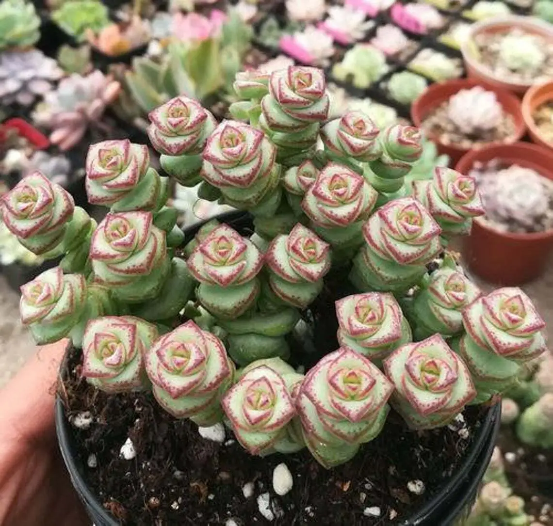 Live Rare Crassula cv &#39;Jade Necklace&#39; Succulent Plant rooted in 2&#39;&#39; plan... - $28.00