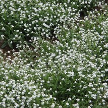 Forget Me Nots White Perennial Moon Garden Ground Cover Border 500 Seeds - $8.99