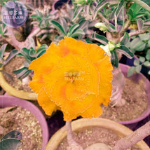 Golden Adenium Desert Rose Flower Bonsai Seeds 2Seeds 3 Layer Big Blooms Desert  - $7.08