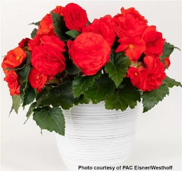 Begonia Seeds Begonia Prism Red 15 Pelleted Seeds Tuberous Begonia Fresh Garden - £9.02 GBP