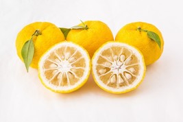 Yuzu Ichandrin Hardy Lemon Citrus 2 ft tall, Not for Ca, Az, Fl, La, Tx, Hi, Ak - £121.60 GBP