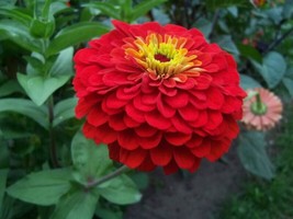 250 Red Cherry Queen Zinnia Elegans Flower Seeds From US  - $8.35