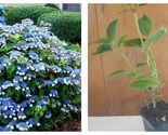 bluebird LACECAP HYDRANGEA 1 live plant 6 to 14&quot; tall 4inch cup - £51.07 GBP