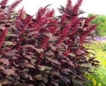 Amaranthus Red Spike 100 NON GMO Seeds - £5.38 GBP