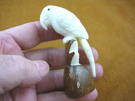 (TNE-BIR-PAR-308D) Parrot tropical bird TAGUA NUT figurine carving birds... - $25.23