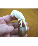 (TNE-BIR-PAR-308D) Parrot tropical bird TAGUA NUT figurine carving birds... - $35.36 CAD