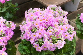 100 Pink Fairy Primrose Primula Malacoides Shade Houseplant Flower Seeds Fresh S - $15.00