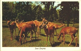 Vintage Postcard Deer Grazing Nature Pennsylvania Curteich CK-326 Posted... - $5.99
