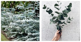 Eucalyptus pulverulenta, Silver Dollar, Florist &#39;Baby Blue&#39; Seeds 80 Seeds - £16.63 GBP