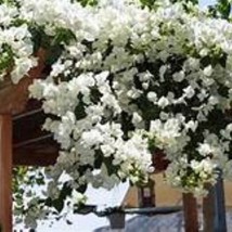 USA SELLER Keywest White Bougainvillea Small Well Rooted Starter Plant Live Boug - £34.57 GBP