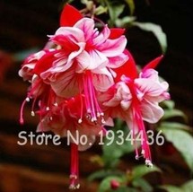 200  pcs Multicolor Fuchsia,100% Real Bonsai Potted Flower Home Garden Plants Ha - £9.58 GBP