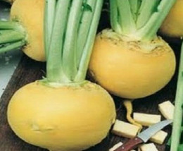 20 Giant Yellow Turnip Seeds-1131B - £3.12 GBP