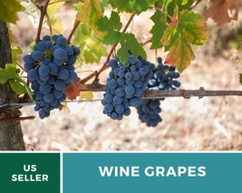 35 Seeds Grapes Wine Heirloom Seeds Culinary Non GMO Vitis vinifera Seed - £19.66 GBP
