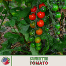 10 Seeds Sweetie Cherry Tomato Grow Beauty Fast With Heirloom Seeds - £6.61 GBP