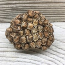 Coral Fossil Hexagonaria Missouri Beautiful Looks Like Petrified Wasp Ne... - £23.35 GBP