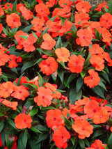 50 Dwarf Orange Impatiens Walleriana Sun Or Full Shade Flower Seeds * - £4.48 GBP