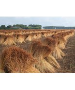 HeirloomSupplySuccess 375 Heirloom  Flax Seeds - £2.74 GBP