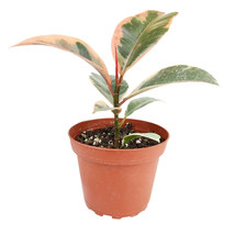 Rubber Strawberry Pink with Cream Ruby Tree 4in Pot Live Plant - £19.66 GBP