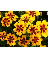 SDC 400 Dainty Marietta French Marigold Tagetes Patula Easy Grow - $15.20