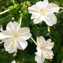 50 Seeds White Four O Clock Flower Mirabilis Jalapa Beautiful - $9.11