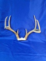 2022 Bow Season - Whitetail Deer Antlers 8 Point Buck! Wedding Decor Tax... - £158.34 GBP
