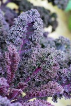 20 Pcs Scarlet Bor Kale Seeds #MNHG - £11.40 GBP