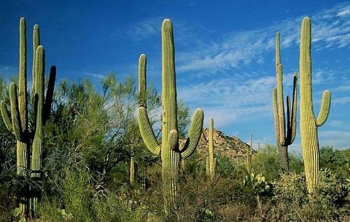 5 Giant Cactus Seeds-1124