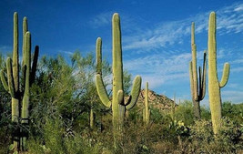 5 Giant Cactus Seeds-1124 - $3.98