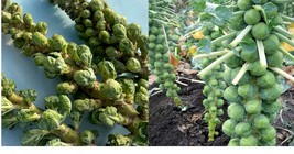 Long Island Brussels Sprouts Seeds Fresh Garden Seeds Gardening Plant - £15.73 GBP+