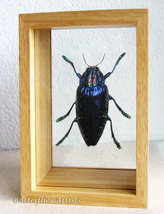 Polybothris Sumptuosa Gemma Purple Hairy Beetle Entomology Double Glass Display - £59.80 GBP